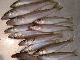 勝浦周辺（堤防）キス釣れてます🎣