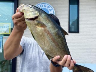 勝浦市周辺（堤防）堤防からカンパチ