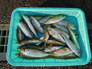 勝浦周辺（堤防）サビキ釣り絶好調❣️