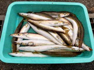 勝浦周辺（堤防）カマス引き続き釣れてます‼️