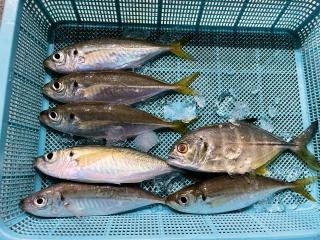 勝浦周辺（堤防）サビキ釣り好調です！