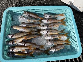 勝浦周辺（堤防）ムツ釣りに行ってきました‼️