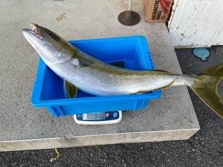 勝浦周辺（堤防）ヒラマサ9.12kg