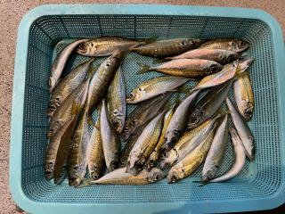 勝浦周辺（堤防）サビキ釣りでアジ釣れました‼️