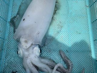 勝浦周辺（堤防）アオリイカ