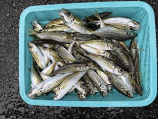勝浦周辺（堤防）アジ大漁です🐟