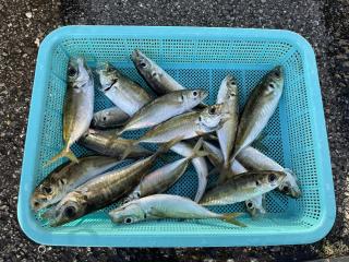 勝浦周辺（堤防）連日アジ釣れています🎣