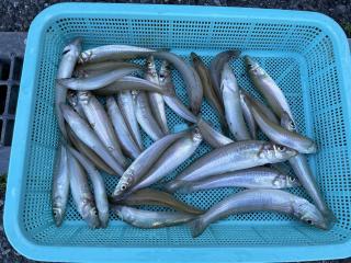 勝浦周辺（堤防）シロギス釣れはじめました！！
