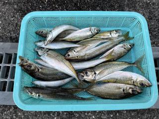 勝浦周辺（堤防）アジ引き続き釣れています‼️