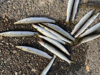 勝浦周辺（堤防）カマス釣れました！