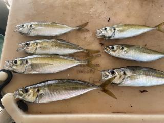 勝浦周辺（堤防）アジ釣れています！