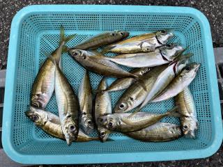 勝浦周辺（堤防）サビキ釣り釣れています！