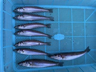 勝浦周辺（堤防）キス釣れています‼︎
