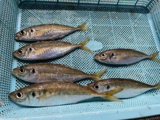 店頭でお聞きください（堤防）アジ釣り調査に行ってきました！