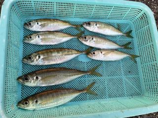 店頭でお聞きください。（堤防）サビキ釣り　アジ好調‼️