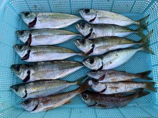 店頭でお聞きください（堤防）アジングで釣れています！
