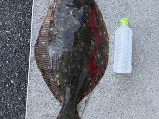 店頭でお聞きください（堤防）ヒラメ釣れました！