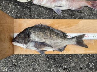 勝浦渡船（堤防）クロダイ48cm