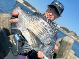 勝浦渡船（テトラポット）ノッコミクロダイ