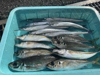 店頭でお聞きください（堤防）サヨリ&アジ