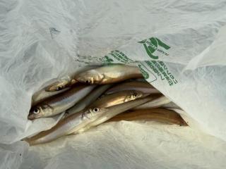 店頭でお聞きください（堤防）ちょい投げ釣り🎣