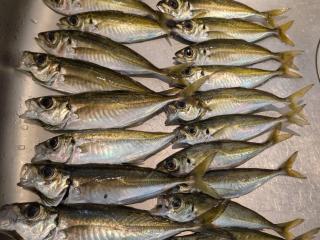店頭でお聞きください（堤防）サビキ釣りも好調です！！