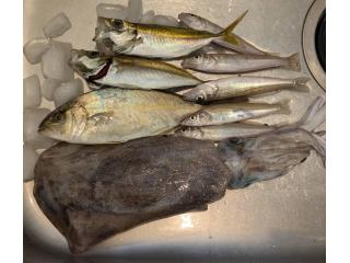 店頭でお聞きください（堤防）投げ釣り&サビキ好調です！