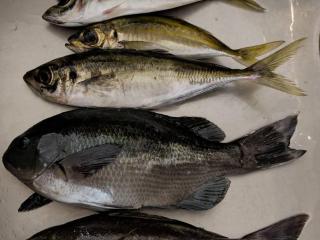 店頭でお聞きください（堤防）連日アジ釣れています！