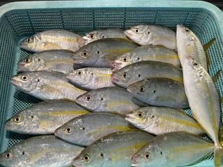 店頭でお聞きください。（堤防）釣果調査に行って来ました！