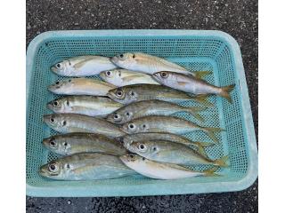 店頭でお聞きください（堤防）サビキ釣りでアジ好調です！