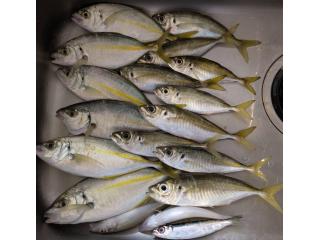 店頭でお聞きください（堤防）シマアジフィーバー！