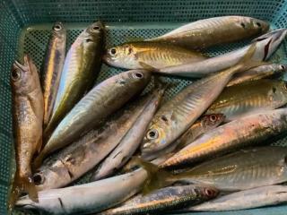 店頭でお聞きください（堤防）アジも釣れています‼️