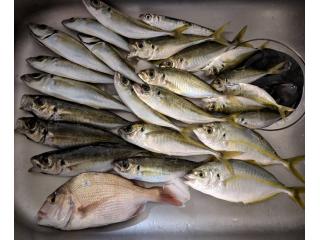 店頭でお聞きください（堤防）アジ・シマアジ・マダイ