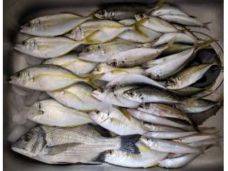 店頭でお聞きください。（堤防）サビキ釣り好調です！！