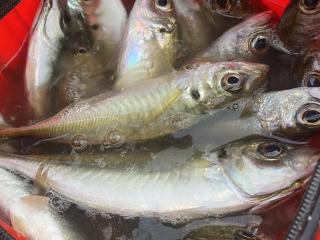 店頭でお聞きください（堤防）調査探索へ行ってきました！