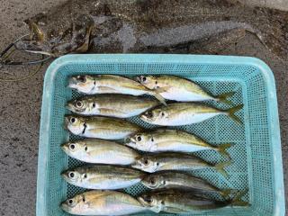 店頭でお聞きください（堤防）サビキ釣り釣りでヒラメ❗️