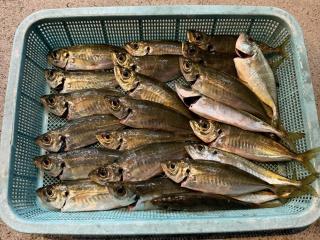 店頭でお聞きください（堤防）アジング20cmアジ