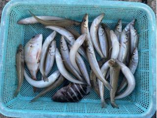 店頭でお聞きください（堤防）投げ釣りも好調です❗️