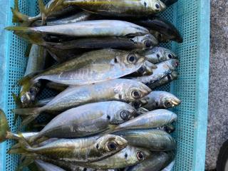 店頭でお聞きください（堤防）アジ40匹over！