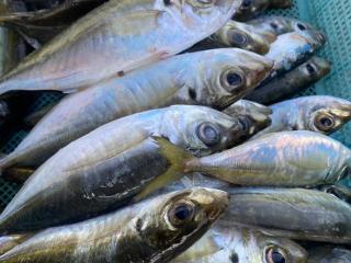 店頭でお聞きください（堤防）アジ42匹‼️