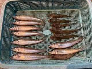 店頭でお聞きください（堤防）投げ釣りシロギス・コチ16匹