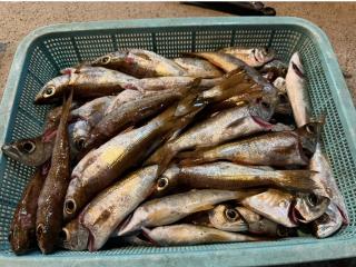 店頭でお聞きください（堤防）アジング　ムツ　40匹