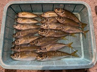 店頭でお聞きください（堤防）アジ好調！