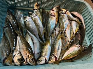 店頭でお聞きください（堤防）アジング25匹over！