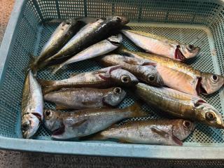 店頭でお聞きください（堤防）アジングムツ&アジ