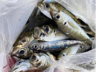 店頭でお聞きください（堤防）釣果調査へ