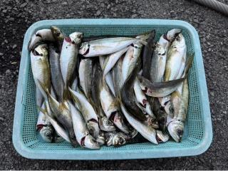 店頭でお聞きください（堤防）アジング好調👍