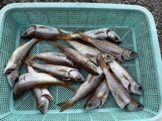 店頭でお聞きください（堤防）アジングでムツ好調‼️