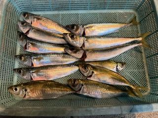 店頭でお聞きください（堤防）サビキ釣りアジ・サバ