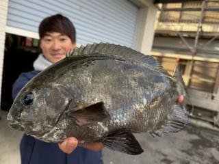 店頭でお聞きください（磯）メジナ41cm